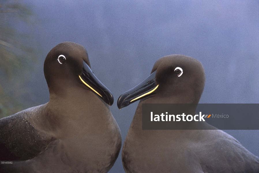 Albatros tiznado (Phoebetria fusca), isla de Gough, Atlántico Sur