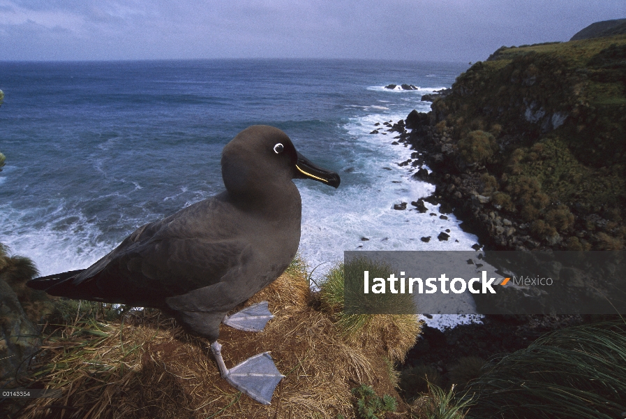 Albatros tiznado (Phoebetria fusca) de cliff edge, Isla Gough, Atlántico Sur