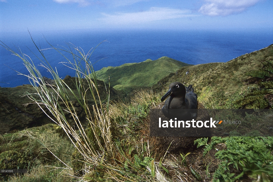 Tiznado anidación del Albatros (Phoebetria fusca), isla de Gough, Atlántico Sur