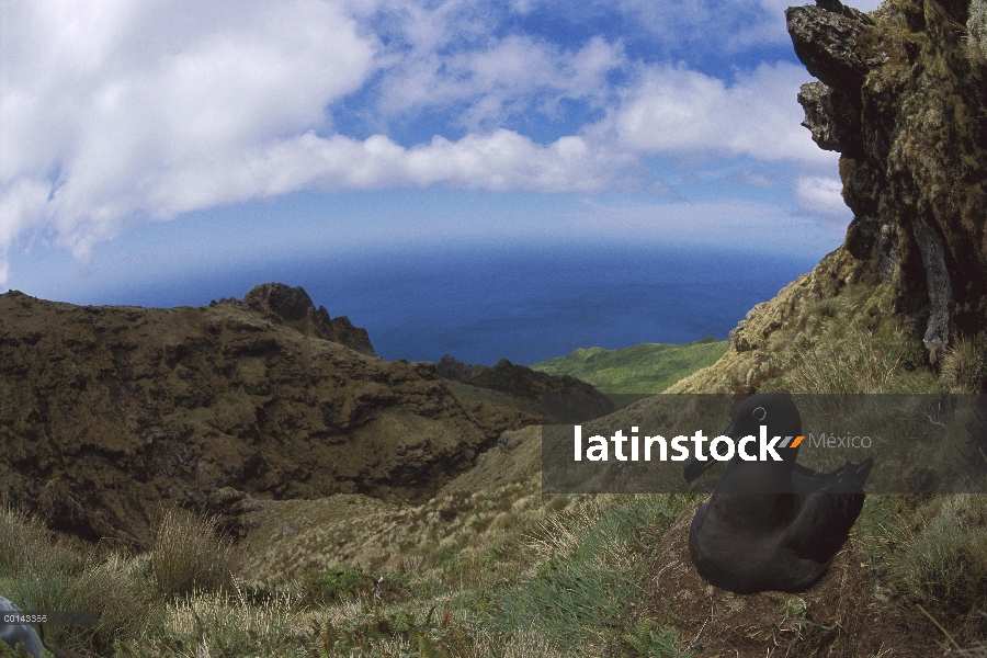 Tiznado anidación del Albatros (Phoebetria fusca), isla de Gough, Atlántico Sur