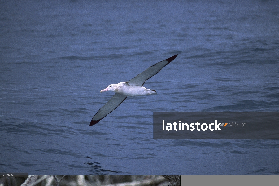 Albatros de Tristán (Diomedea dabbenena) volando sobre el océano Atlántico Sur