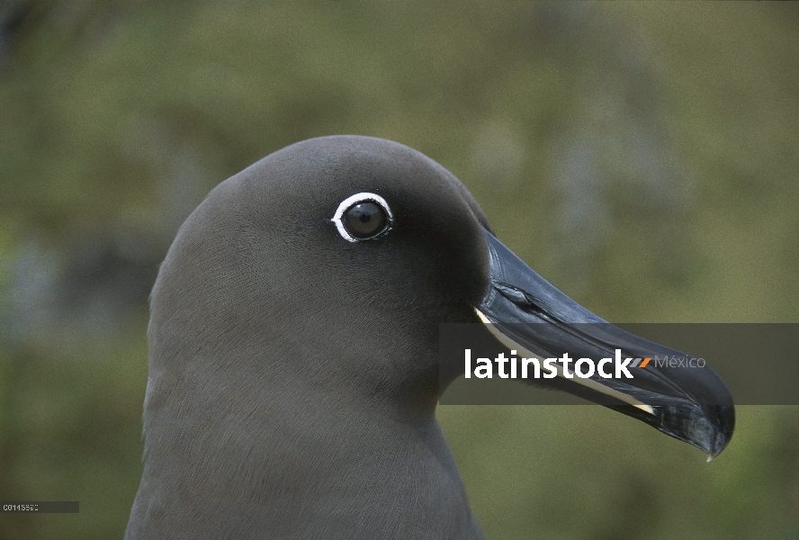 Albatros tiznado (Phoebetria fusca), isla de Gough, Atlántico Sur