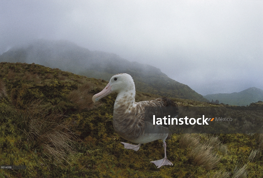 Mujer de albatros de Tristán (Diomedea dabbenena), isla de Gough, Atlántico Sur