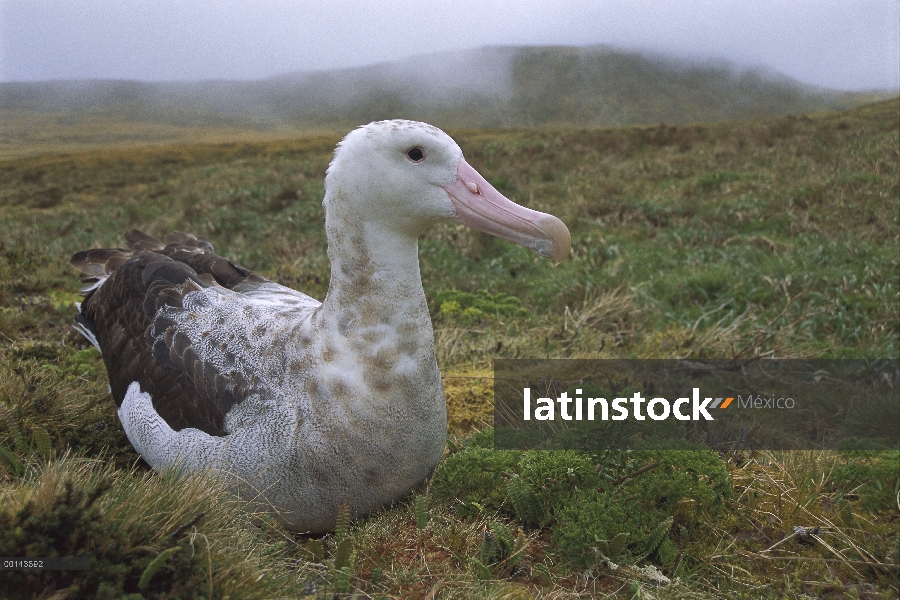 Mujer de albatros de Tristán (Diomedea dabbenena), isla de Gough, Atlántico Sur