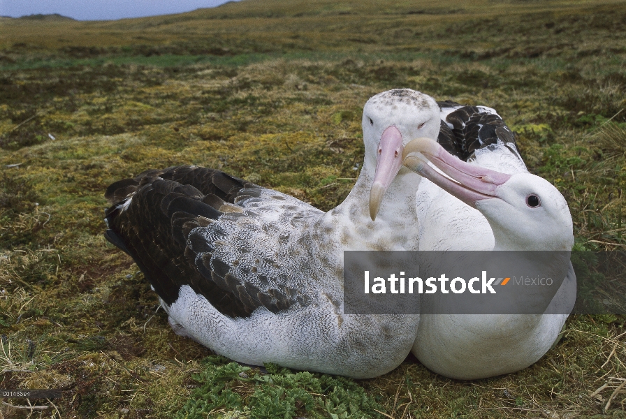 Hombre de albatros de Tristán (Diomedea dabbenena) mordisqueando las hembras bill, Isla Gough, Atlán