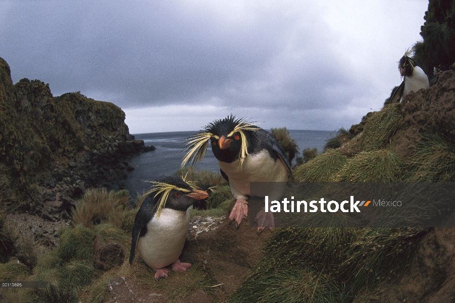 Pingüino de penacho amarillo (Eudyptes chrysocome) par, Isla Gough, Atlántico Sur