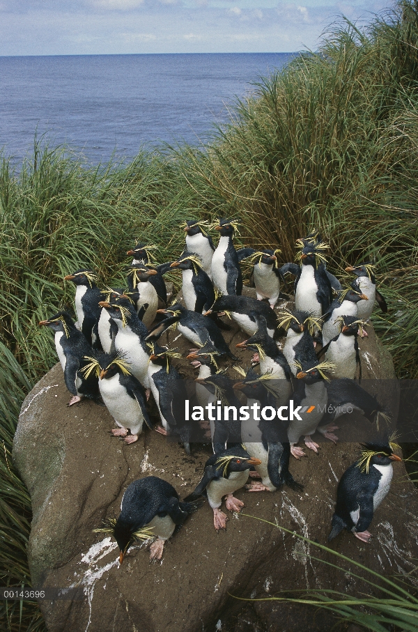 Grupo del pingüino de penacho amarillo (Eudyptes chrysocome) en rock, Isla del usignuolo, Atlántico 