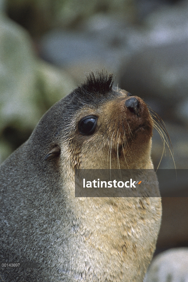 Subantártico lobo marino (Arctocephalus tropicalis) hombre, isla de Gough, Atlántico Sur