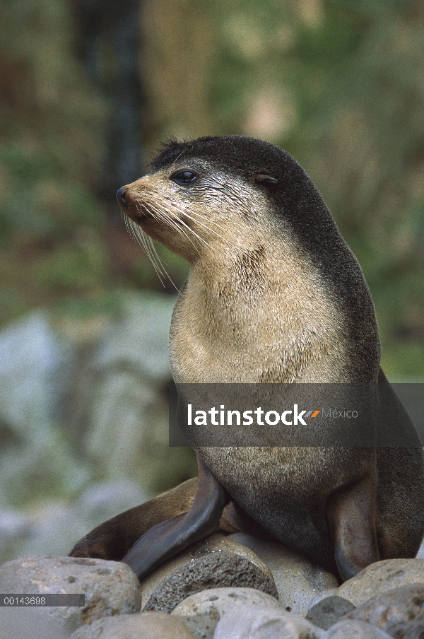 Subantártico lobo marino (Arctocephalus tropicalis) hombre, isla de Gough, Atlántico Sur