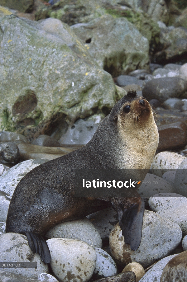 Subantártico lobo marino (Arctocephalus tropicalis) hombre, isla de Gough, Atlántico Sur