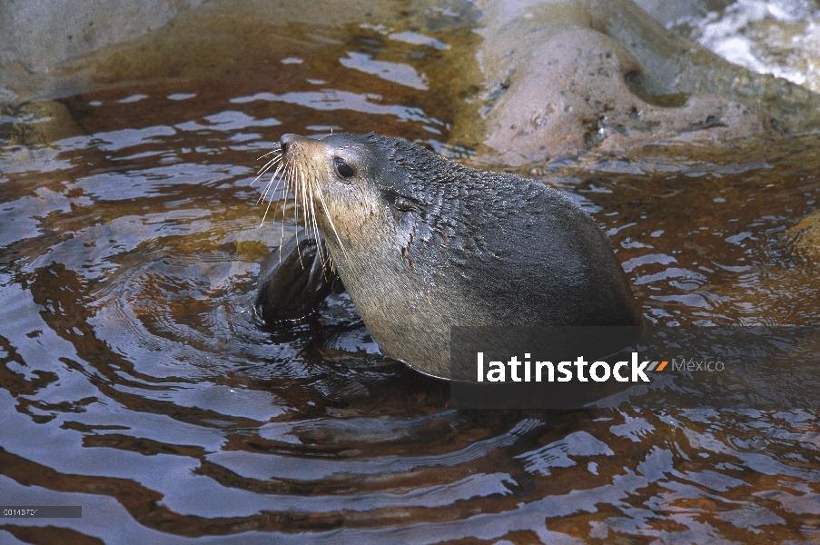 Subantártico lobo marino (Arctocephalus tropicalis) rascarse a sí mismo, isla de Gough, Atlántico Su