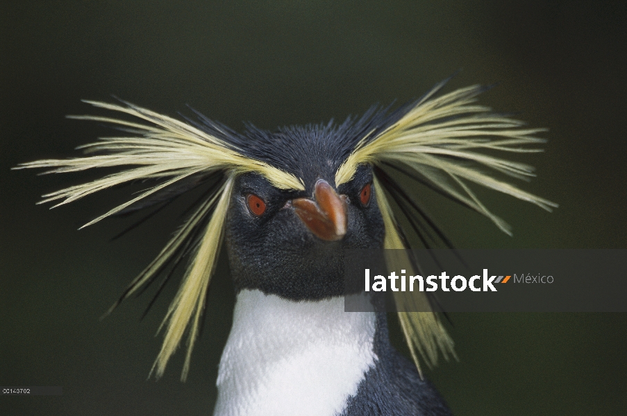 Pingüino de penacho amarillo (Eudyptes chrysocome) retrato, Isla Gough, Atlántico Sur