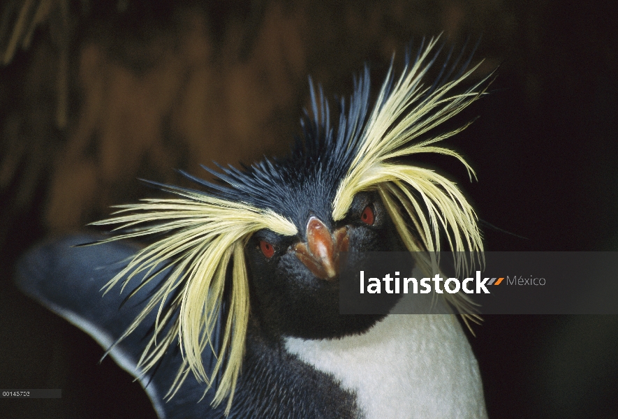 Pingüino de penacho amarillo (Eudyptes chrysocome) retrato, Isla Gough, Atlántico Sur