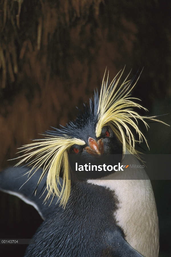 Pingüino de penacho amarillo (Eudyptes chrysocome) retrato, Isla Gough, Atlántico Sur