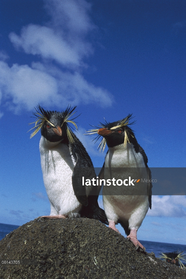 Par de pingüino de penacho amarillo (Eudyptes chrysocome) en rock, Isla del usignuolo, Atlántico Sur