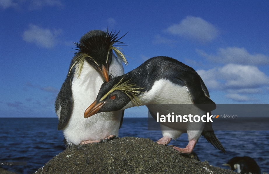 Par de pingüino de penacho amarillo (Eudyptes chrysocome) en rock, Isla del usignuolo, Atlántico Sur