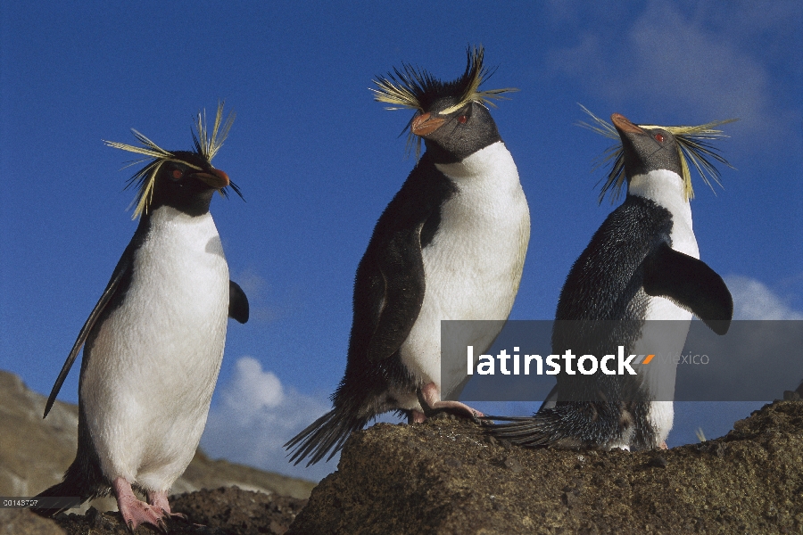 Trío de pingüino de penacho amarillo (Eudyptes chrysocome) en rock, Isla del usignuolo, Atlántico Su