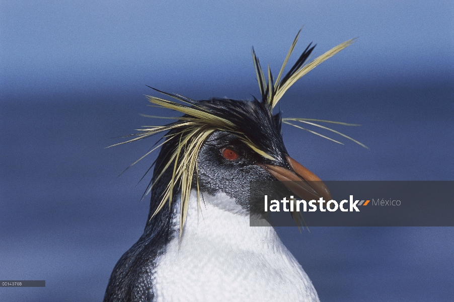 Pingüino de penacho amarillo (Eudyptes chrysocome) retrato, Isla del usignuolo, Atlántico Sur