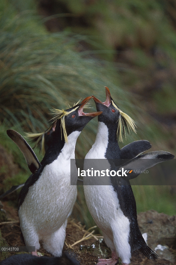 Pingüino de penacho amarillo (Eudyptes chrysocome) par realizar saludo pantalla, Isla Gough, Atlánti