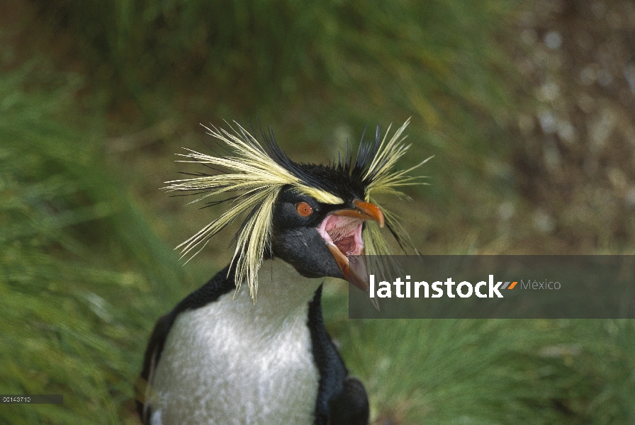 Pingüino de penacho amarillo (Eudyptes chrysocome) llamar, Isla Gough, Atlántico Sur