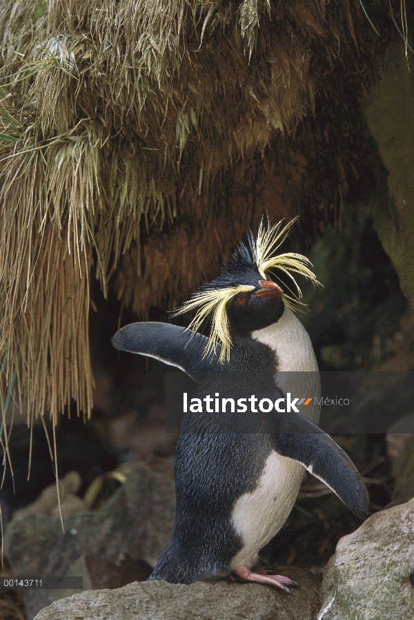 Pingüino de penacho amarillo (Eudyptes chrysocome) extendiendo sus alas, Isla Gough, del Atlántico S