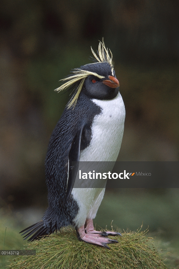 Pingüino de penacho amarillo (Eudyptes chrysocome) retrato, Isla Gough, Atlántico Sur