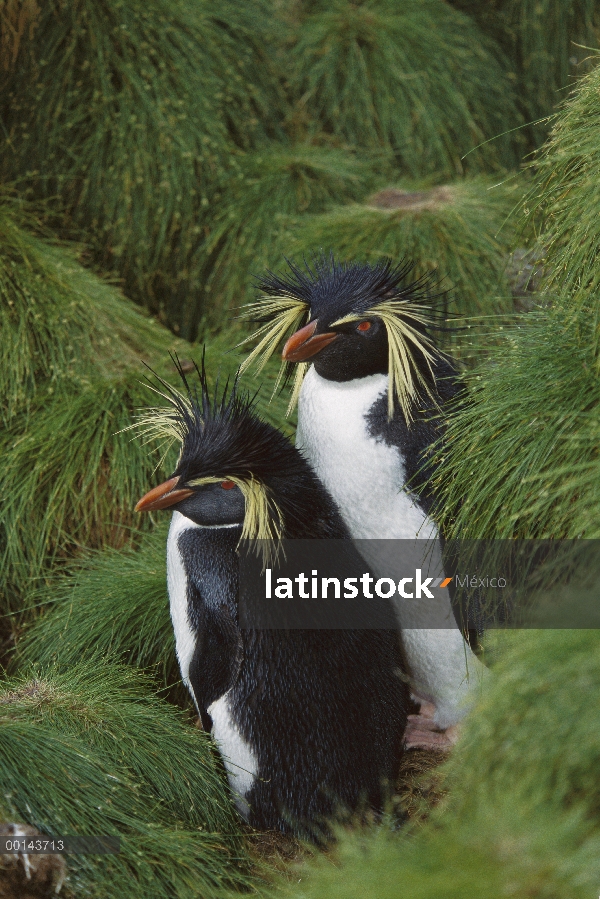 Pingüino de penacho amarillo (Eudyptes chrysocome) par, Isla Gough, Atlántico Sur