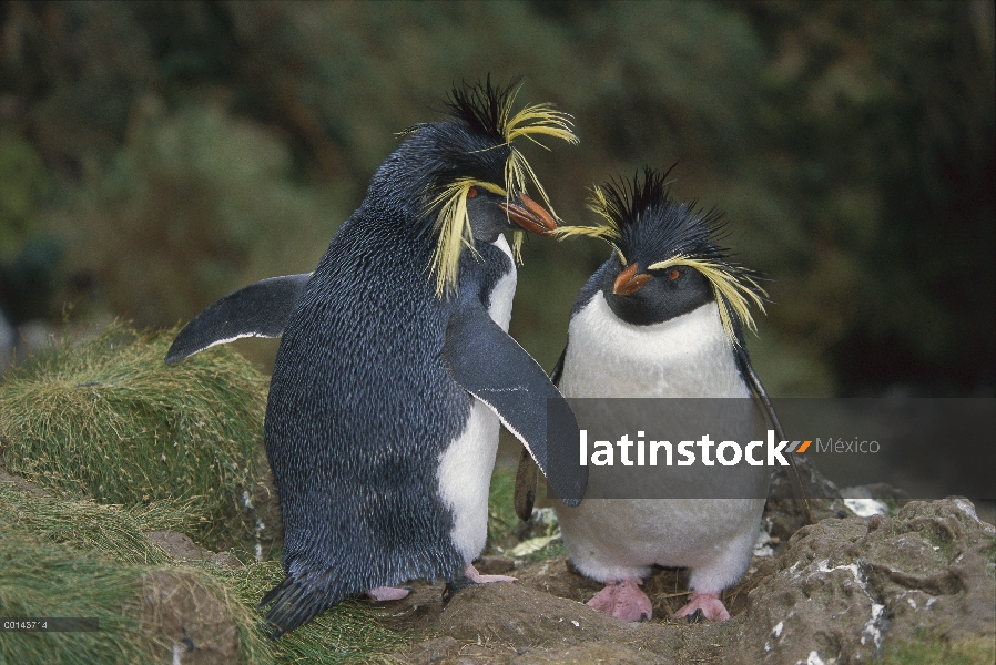 Pingüino de penacho amarillo (Eudyptes chrysocome) apareamiento par, Isla Gough, Atlántico Sur