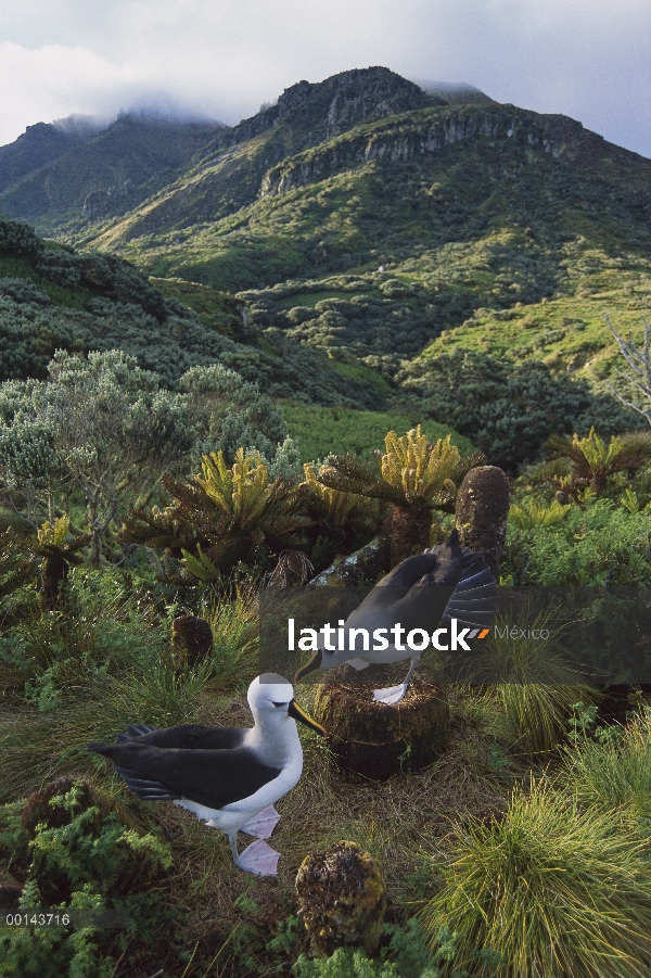 Nariz amarilla Albatros (Thalassarche chlororhynchos) par anidar, Isla Gough, Atlántico Sur