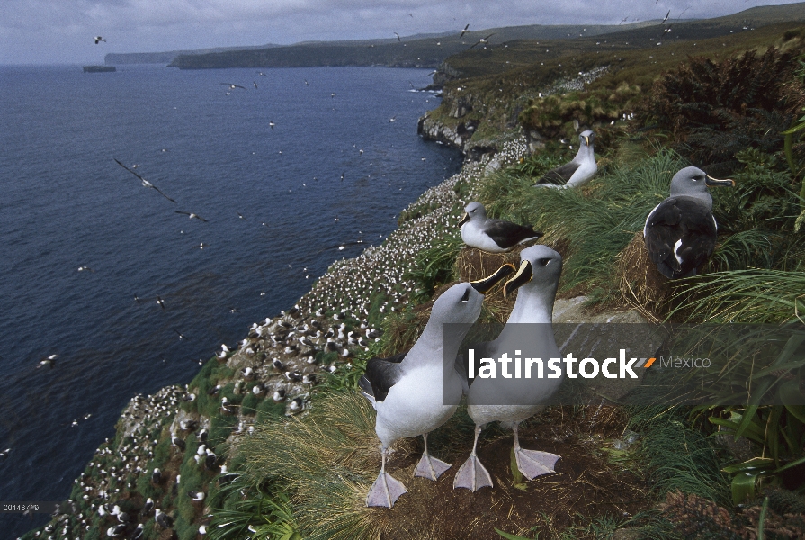 Cabeza gris Albatros (Thalassarche chrysostoma) Colonia cerca de Campbell Albatros (Thalassarche imp