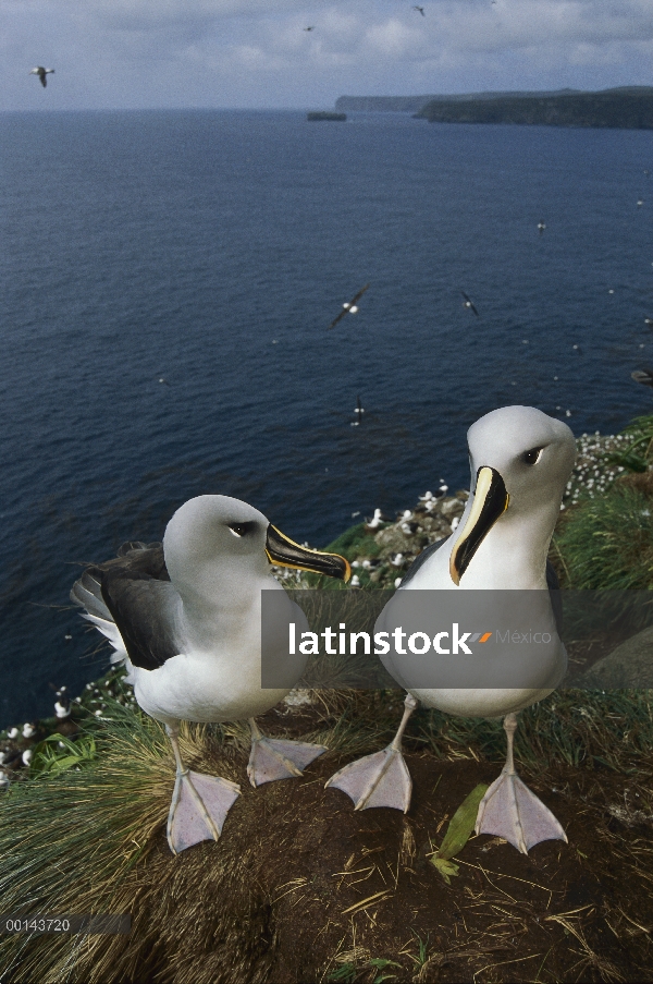 Cabeza gris par de Albatros (Thalassarche chrysostoma) investiga el posible nido de sitio, Cabo Nort