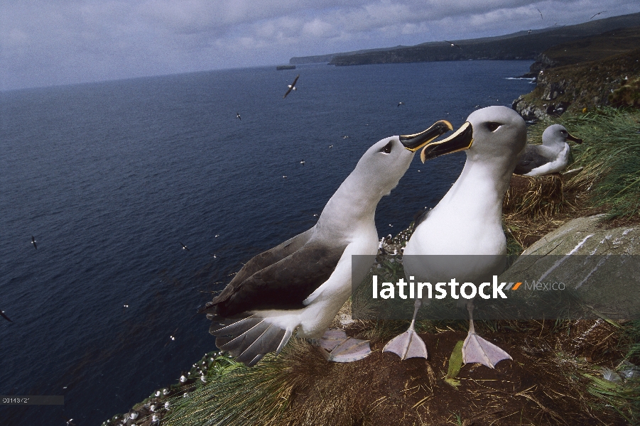 Cabeza gris par de Albatros (Thalassarche chrysostoma) investiga el posible nido de sitio, Cabo Nort