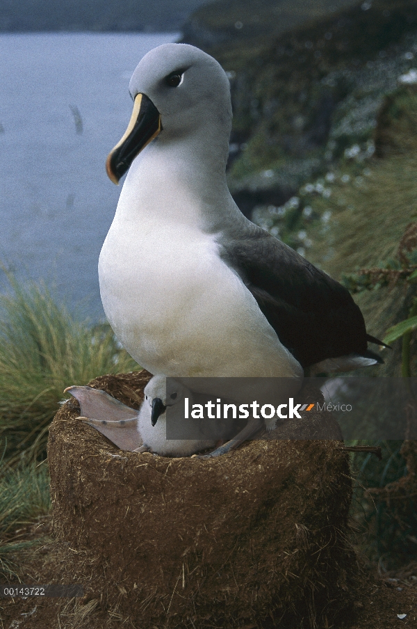 Grey-headed Albatross (Diomedea chrysostoma) guardar nuevamente tramado chick, Cabo Norte, isla de C