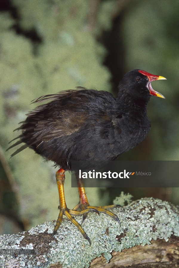 Gallineta de Gough (Gallinula comeri) llamar, Isla Gough, Atlántico Sur