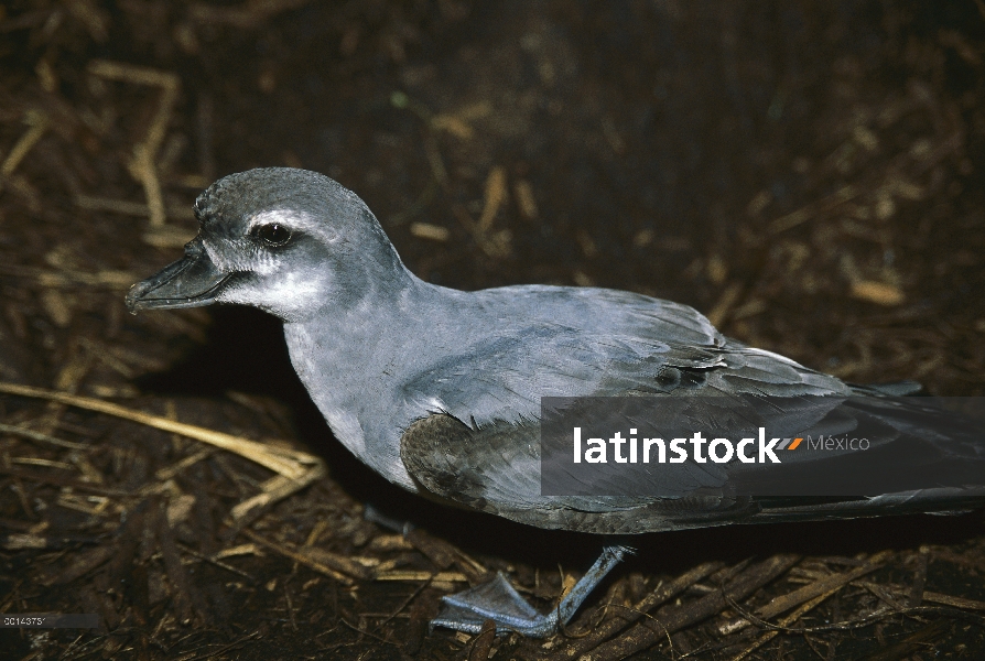 Broad-billed Prion (Pachyptila vittata) cerca de nido madriguera, Isla del usignuolo, Atlántico Sur