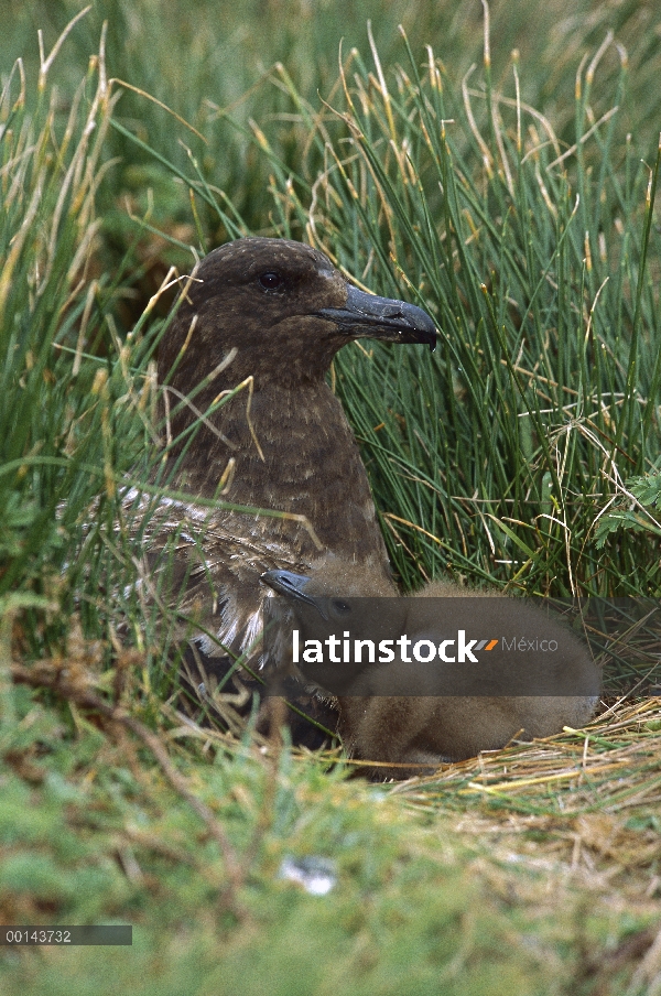 Padre de Skua Antártico (Catharacta antarctica) y el polluelo en el nido en páramos abiertos, Isla G