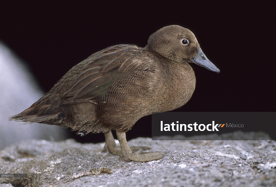 Auckland Isla isla Duck(Anas aucklandica) a lo largo de la costa, la isla de Enderby, Islas de Auckl