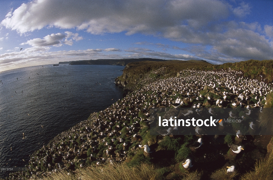 Campbell Albatros (Thalassarche impavida) anidación de la Colonia, Cabo Norte, isla de Campbell, sub