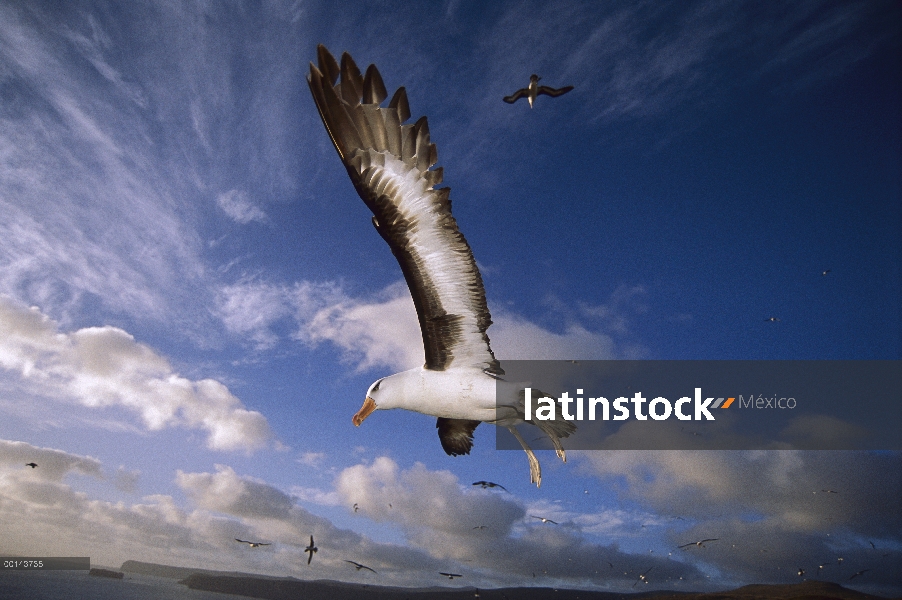 Vuelo de Campbell Albatros (Thalassarche impavida) inmaduros, Cabo Norte, isla de Campbell, sub Antá