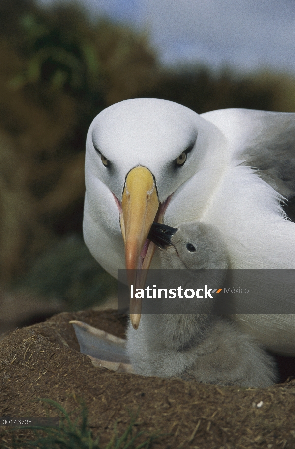 Padres de Campbell Albatros (Thalassarche impavida) regurgitando alimento para pollo, Cabo Norte, is