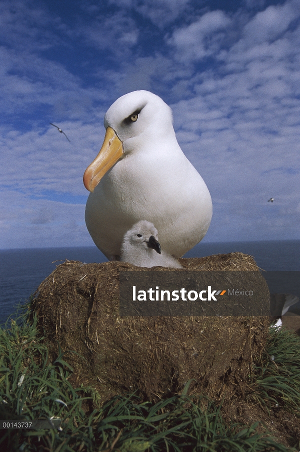 Padres de Campbell Albatros (Thalassarche impavida) guardar chick, Cabo Norte, isla de Campbell, sub