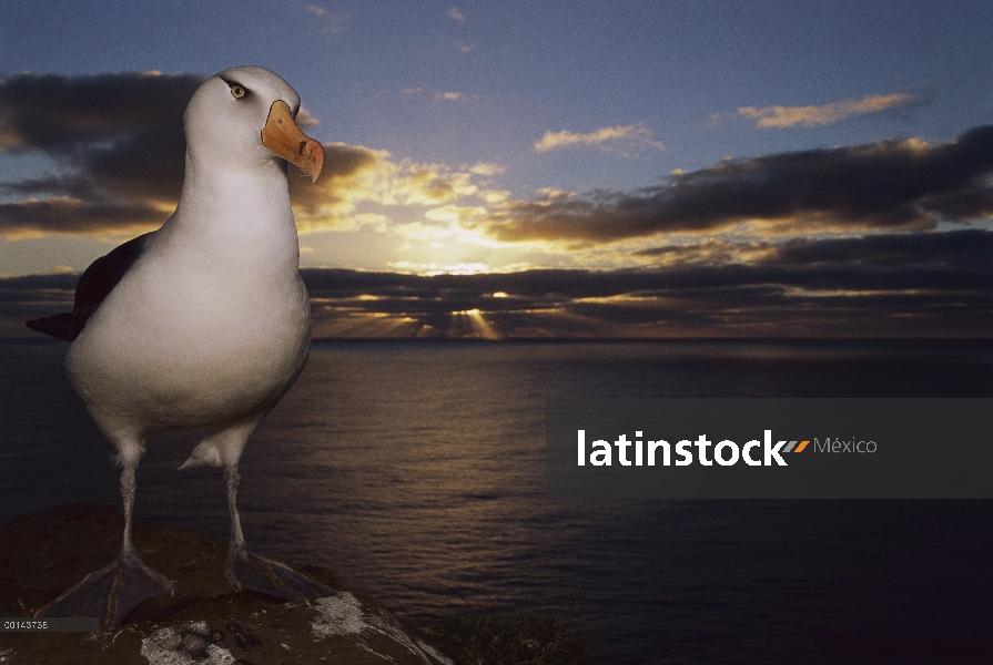 Campbell Albatros (Thalassarche impavida) en acantilado del borde en salida del sol, Cabo Norte, la 