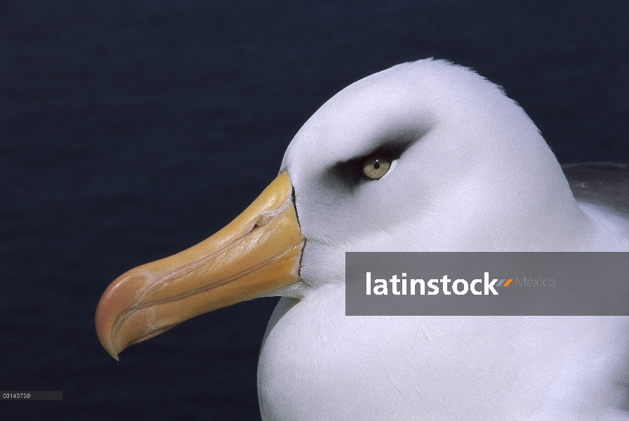 Retrato de Campbell Albatros (Thalassarche impavida), cabo del norte, isla de Campbell, sub Antártid