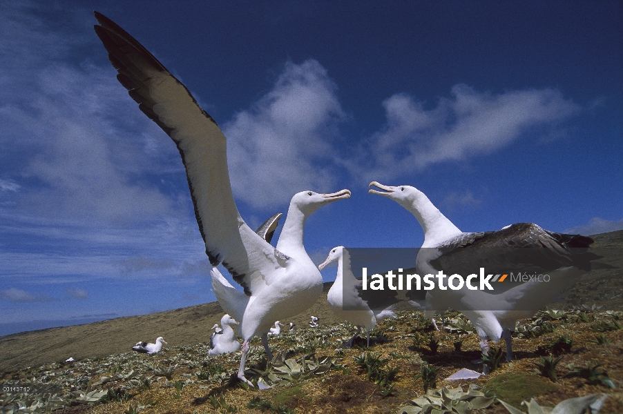 Sur Albatros real (Diomedea epomophora) gamming grupo, isla de Campbell, sub Antártida Nueva Zelanda