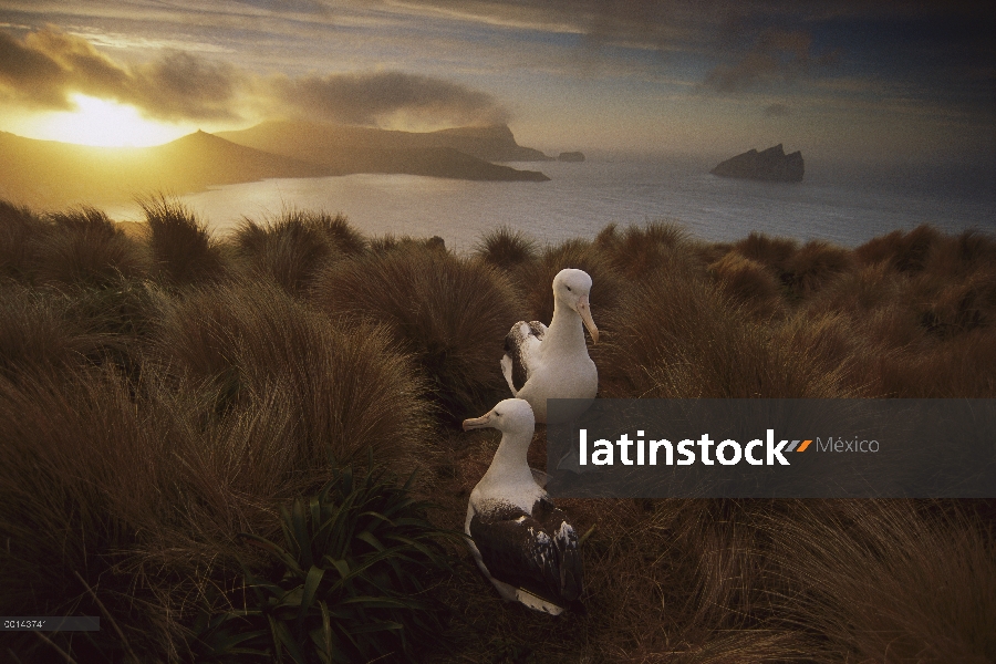 Par de Albatros real (Diomedea epomophora) sur cortejar en pasto tussock al atardecer, isla de Campb