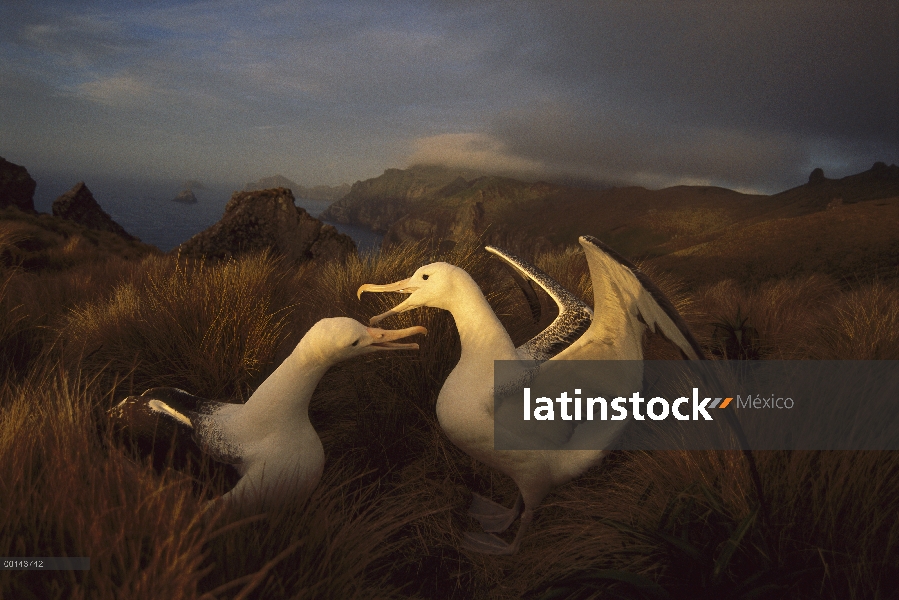 Par de Albatros real (Diomedea epomophora) sur cortejar en tussock hierba, isla de Campbell, sub Ant