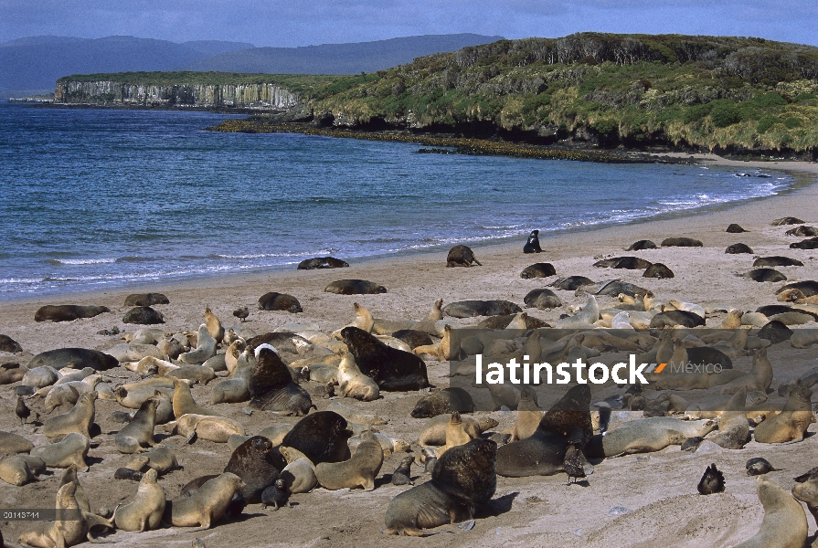 (Hookeri de Phocarctos) cría Lobería de Hooker en pico temporada, isla de Enderby, Islas de Auckland