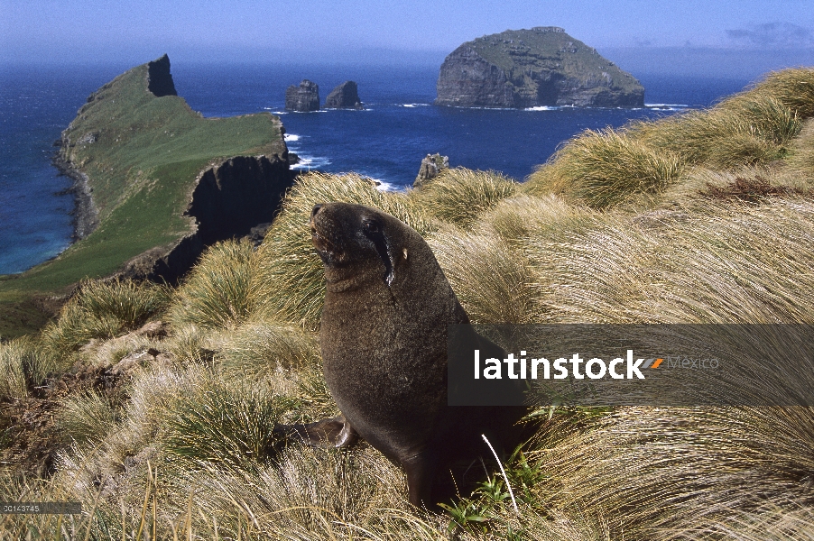 León de mar de Hooker (Hookeri de Phocarctos), toro joven buscando hembras esconden en tussock hierb