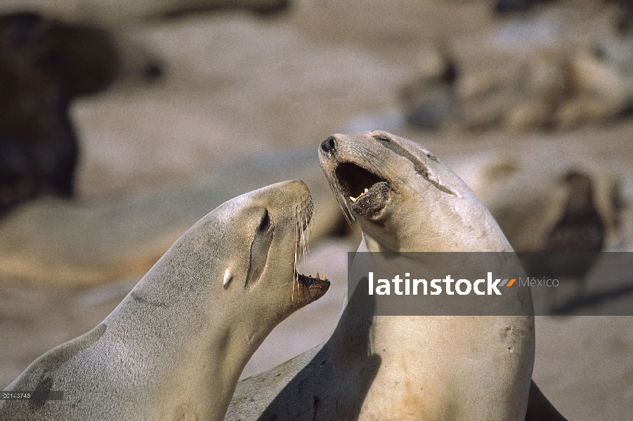 Hembras de León marino (Hookeri de Phocarctos) de Hooker peleando por espacio en la crianza de la Co