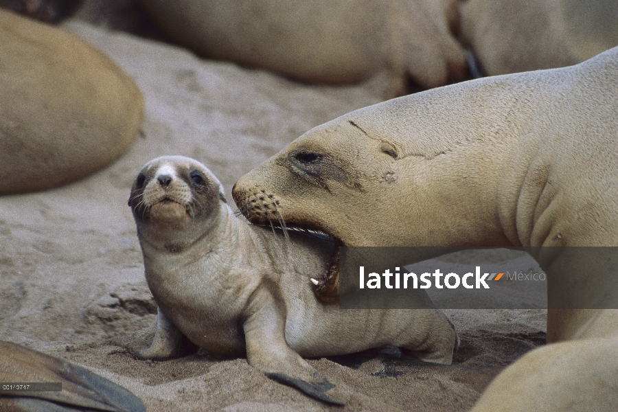 Lobos de Hooker (Hookeri de Phocarctos) mujer recogiendo recién nacido, isla de Enderby, Islas de Au